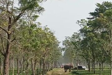 चिया बगानको नालामा खसेर हात्तीको बच्चाको मृत्यु भएको छ