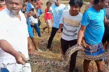 जलपाईगुडीको धुपझोडामा १० फिट लामो अजिंगर फेला परेको छ