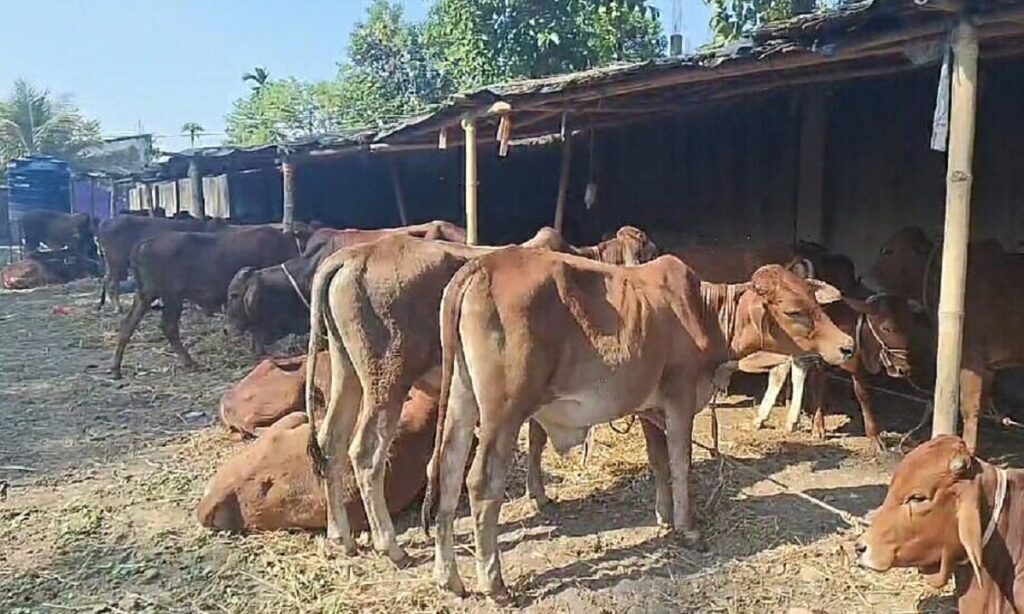 प्रहरीले गाई तस्करी असफल, ४५ गाईसहित २ तस्कर पक्राउ