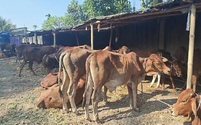 प्रहरीले गाई तस्करी असफल, ४५ गाईसहित २ तस्कर पक्राउ