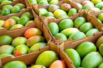 भारतले बंगलादेशमा आँप निर्यात बन्द गर्‍यो