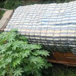 कश्मीरबाट सिलिगुडी आउँदै गरेको लरी नक्सलबारीमा दुर्घटनाग्रस्त