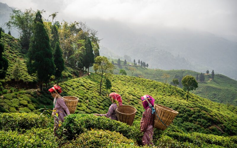 वाहदाम® इण्डियाद्वारा चिया, जड़ीबुट्टी र मसला उत्पादक समुदायहरूका लागि आफ्नो प्रमुख छात्रवृत्ति कार्यक्रमको विस्तार