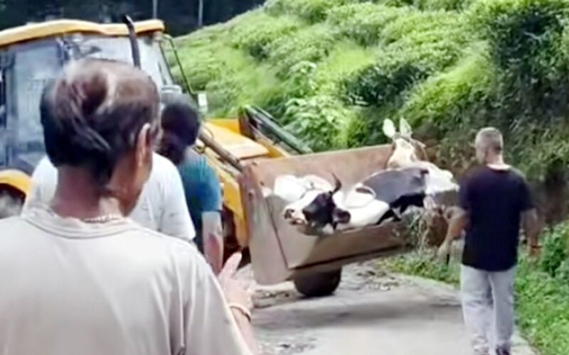 गाईको मृत्युमा अनेकौ प्रश्न