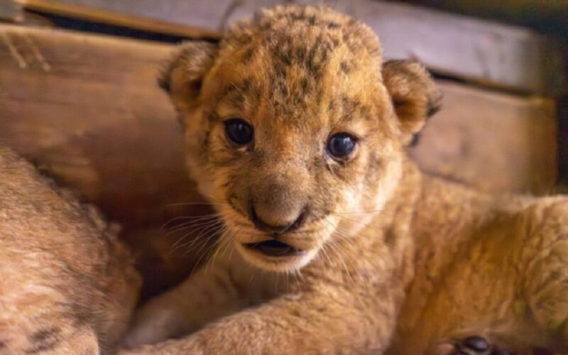 बंगाल सफारी पार्कमा खुसीको वातावरण, सिंहनीले बच्चा जन्माइन्