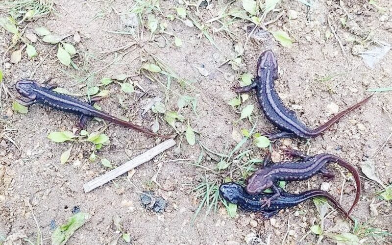 दुर्लभ हिमालयन स्यालामेण्डर