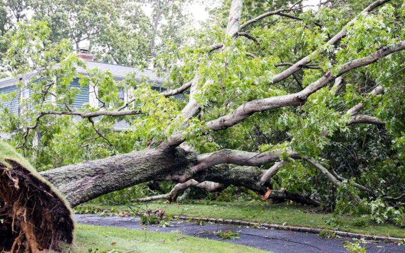 आँधीले नक्सलबारीमा क्षति