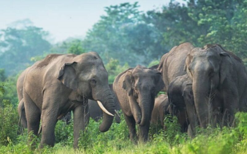 हात्तीको बथानले धान, तरकारी खेत, सुपारी बगान नष्ट गर्यो