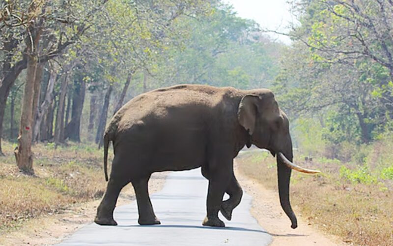 विवाहमा आइपुगेको हात्तीको कटहर भोज