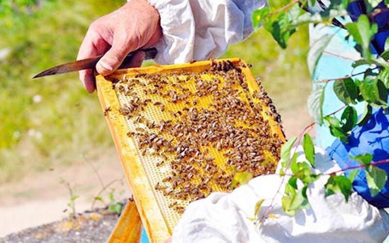 जैविक मह उत्पादनमा जीटीएको जोड