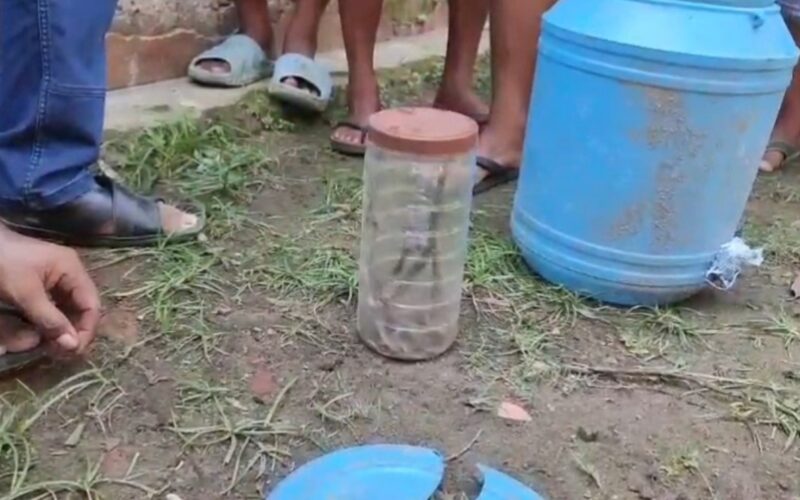 जलपाईगुडीको केन्द्रीय सुधार गृहबाट आठ सर्पका बच्चाहरू बरामद