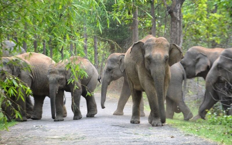 भरणबारी चिया बगानमा हात्तीको बथान घुमिरहेको छ, वन विभागले निगरानी गरिरहेको छ