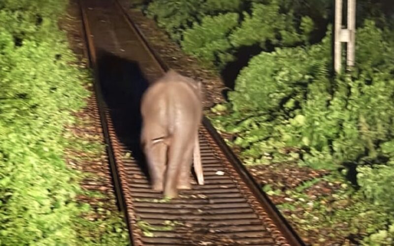 रेलवे ट्रयाकमा हात्ती र उसको बच्चा, लोको पाइलटको सतर्कताले ठूलो दुर्घटना टर्यो