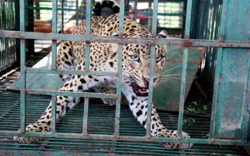 कोलाबारी चिया बगानबाट फेरि चितुवा समातियो, जलपाईगुडी क्षेत्रका मानिसहरूमा अझै पनि त्रास छ