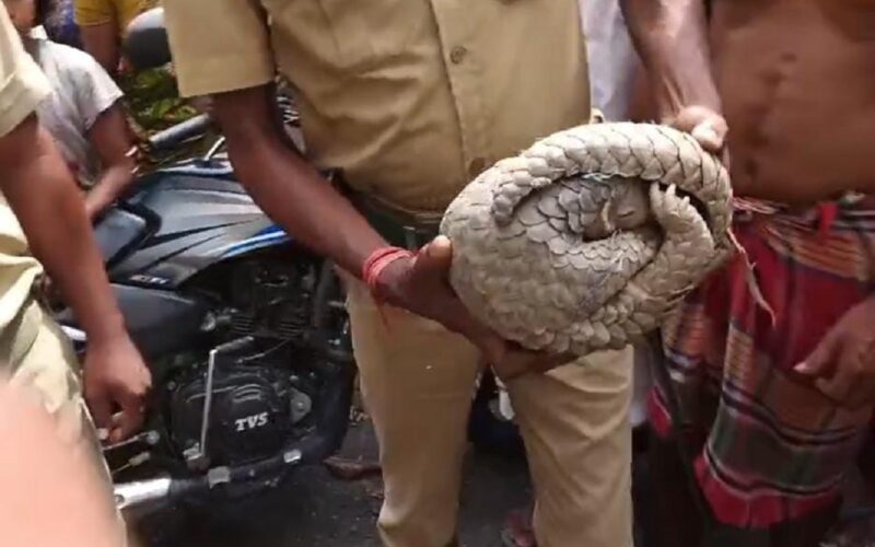 जलपाईगुडीमा दुर्लभ प्रजातिको पेंगोलिन भेटियो, बिहान खेतमा जालमा फसेको भेटियो