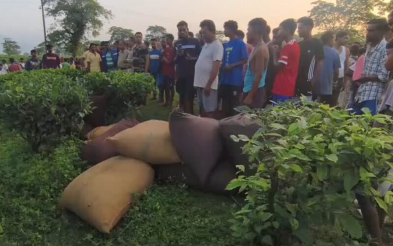 चिया बगानबाट चोरी भएको ३१ बोरा चिया पात बरामद, कामदारहरूको सतर्कताका कारण चोरी पत्ता लाग्यो