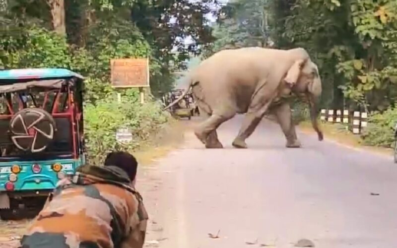 छठ घाटमा अराजकता मच्चियो – जंगलबाट हात्ती निस्केर हजारौं भक्तजनहरूसम्म पुग्यो