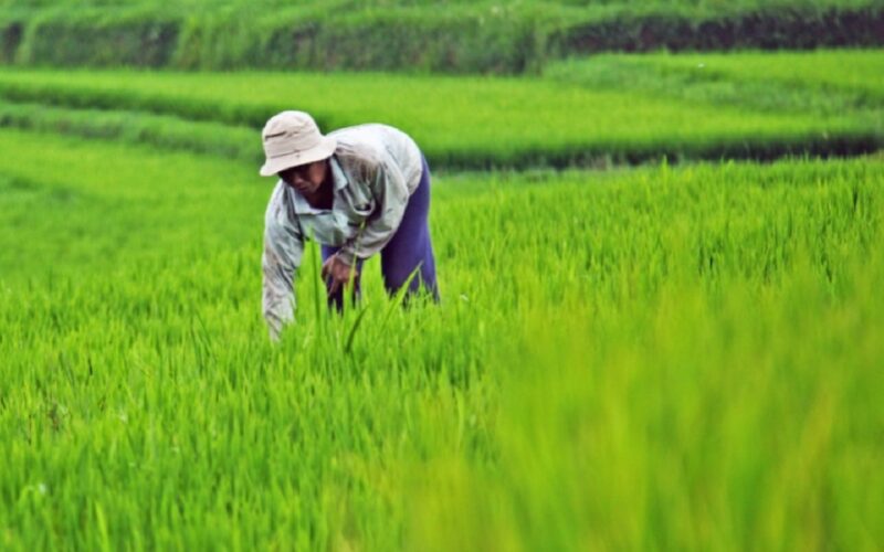 चक्रवात मन्थाको खतराले धान किसानहरूमा चिन्ता बढाएको छ – झारग्राममा बालीनालीमा ठूलो क्षति हुने डर