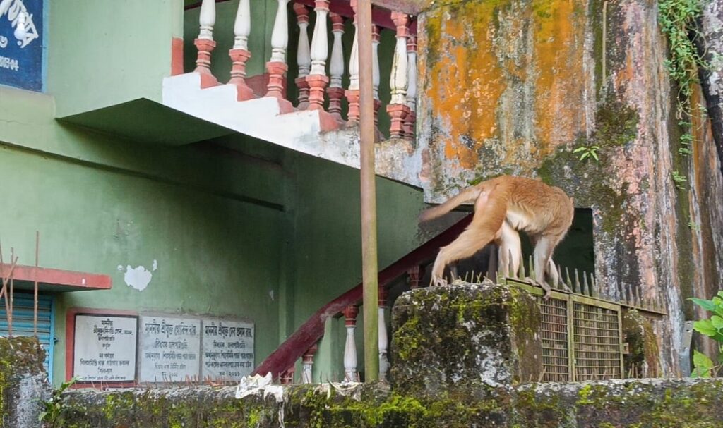 बिहान सबेरै जलपाईगुडी शहरमा बाँदरहरूले कहर मच्चाए, धेरै जना घाइते भए, बासिन्दाहरू आतंकित भए