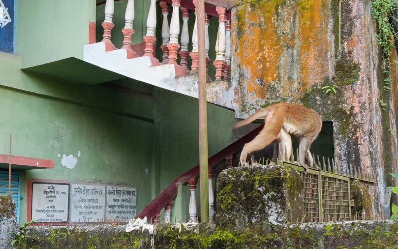 बिहान सबेरै जलपाईगुडी शहरमा बाँदरहरूले कहर मच्चाए, धेरै जना घाइते भए, बासिन्दाहरू आतंकित भए