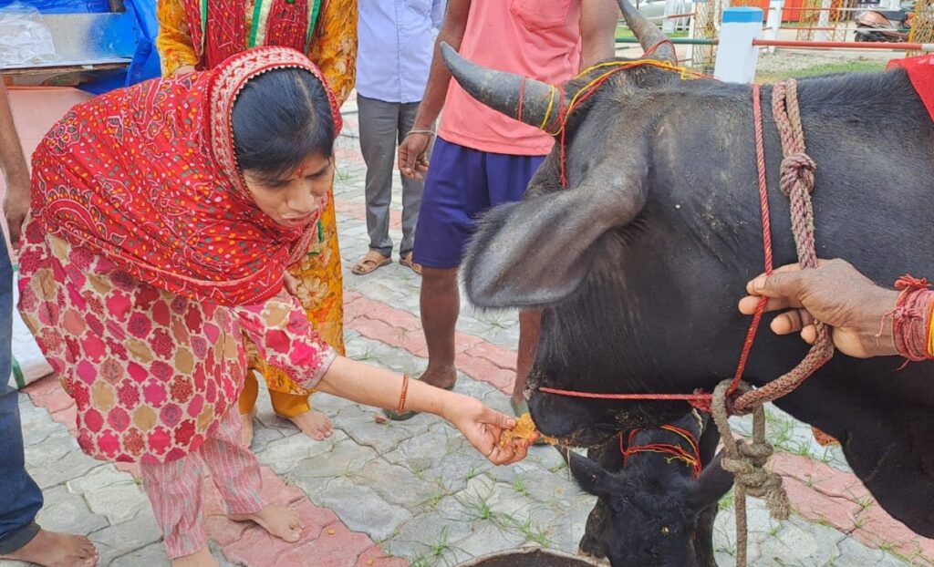 जलपाईगुडीमा शताब्दीऔं पुरानो गोपाष्टमी पर्व सुरु हुँदैछ, जसले गर्दा बैकुण्ठपुरमा भक्तजनहरूको ठूलो भीड लाग्छ