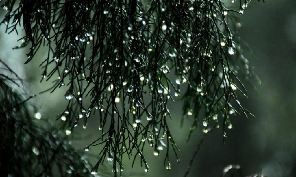 भारी वर्षाले जलपाईगुडीलाई अँध्यारोमा डुबायो, प्रशासन सतर्क