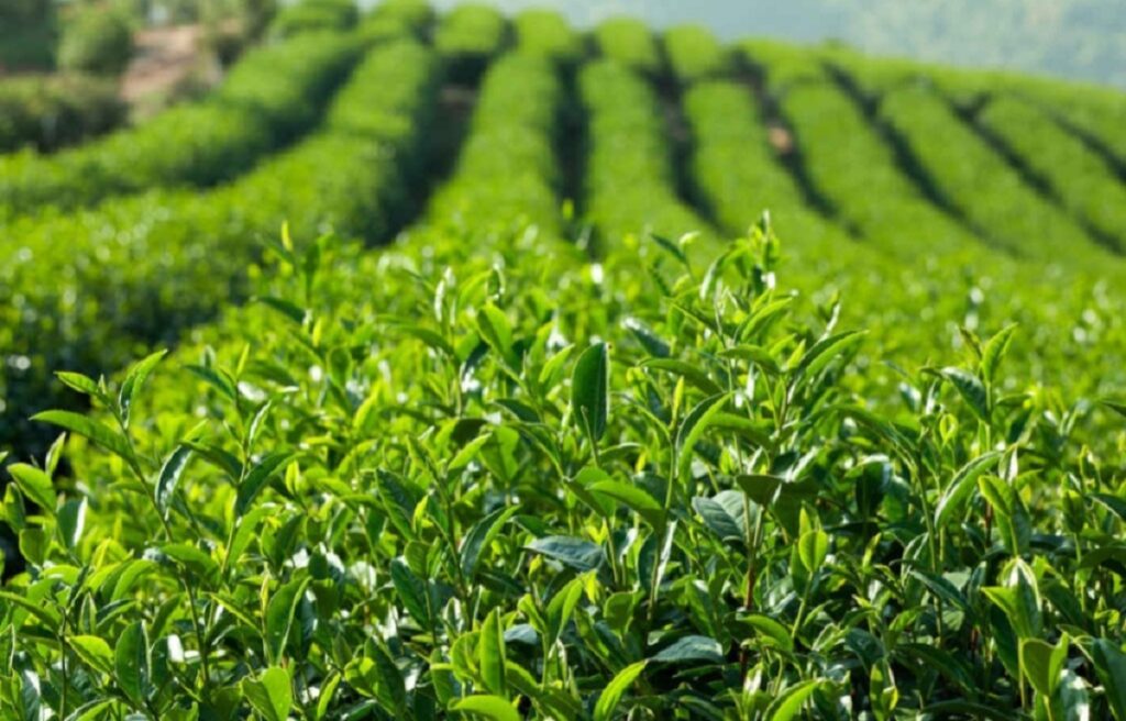 चिया बगानमा महिला स्वास्थ्य सेवा प्रवर्द्धन गर्न सडक नाटकहरू आयोजना