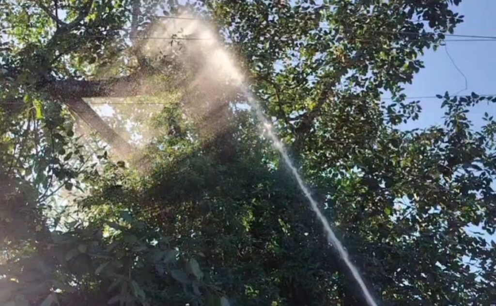 जलपाईगुडीको टिस्टा बाँध नजिकैको एउटा रूखमा आगलागी हुँदा क्षेत्रमा त्रास फैलियो