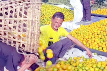 मिरिकमा सुन्तला टिपाई आरम्भ