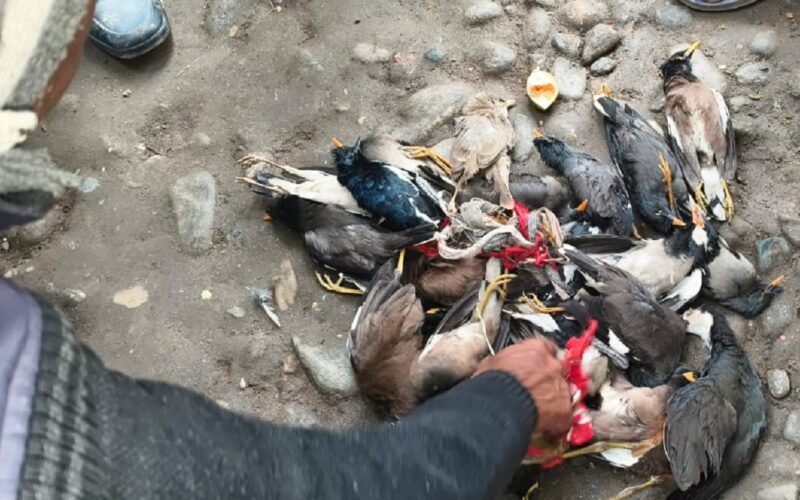 जलपाईगुडीमा सयौं चराहरूलाई विष दिएर मारिएको, व्यापक आक्रोश