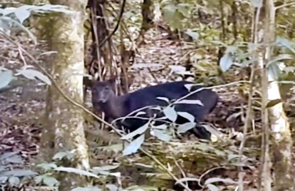 डाउहिलमा विरल प्रजातिको हिरण