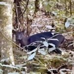 डाउहिलमा विरल प्रजातिको हिरण