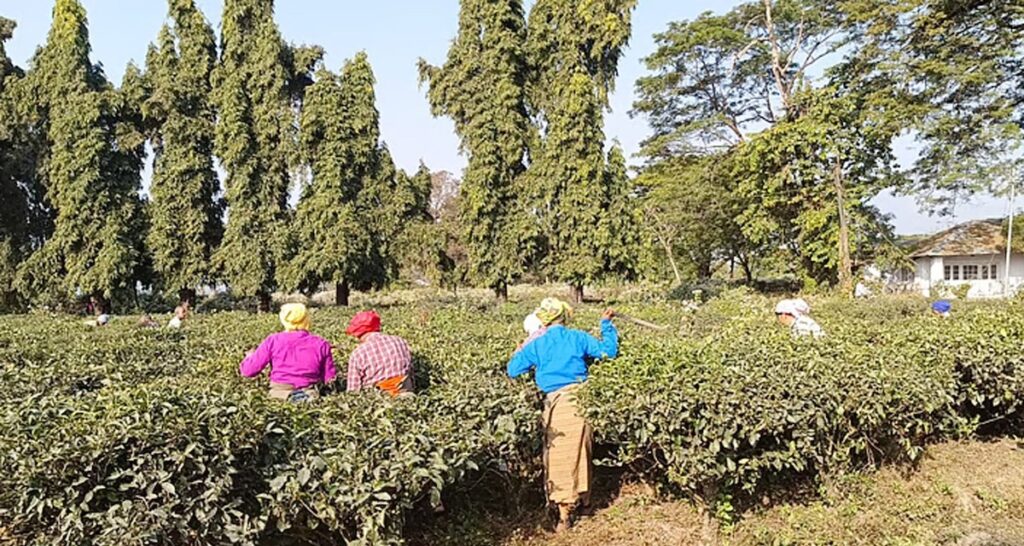 नयाँ वर्षमा दलसिंहपाड़ा चियाबारी सुचारु