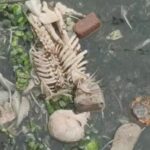 अत्राई खोलामा तैरिरहेको कंकाल देखेपछि आतंक मच्चियो, प्रहरी अनुसन्धानमा जुटे बालुरघाट
