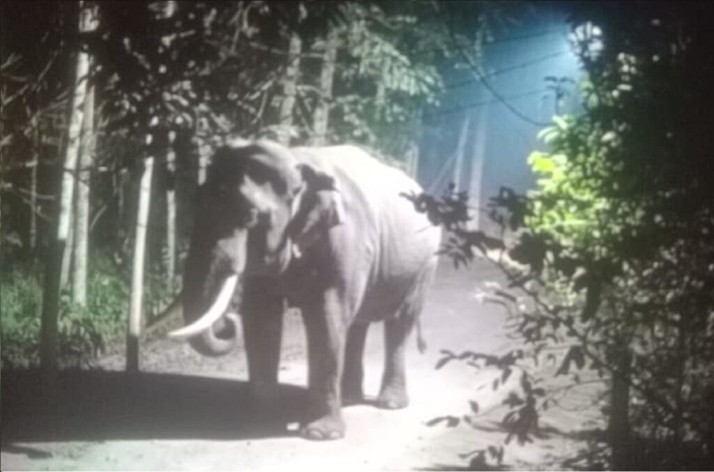 खाल्डोमा खसेको हात्तीलाई वन विभागले उद्धार गर्‍यो