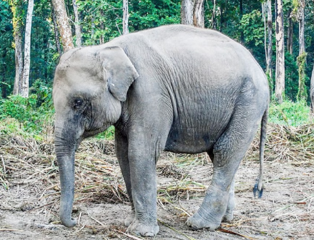 दलबाट छुट्टिएका हात्ती अन्ततः जङ्गलमा