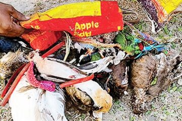 दिनको उज्यालोमै चराको शिकार