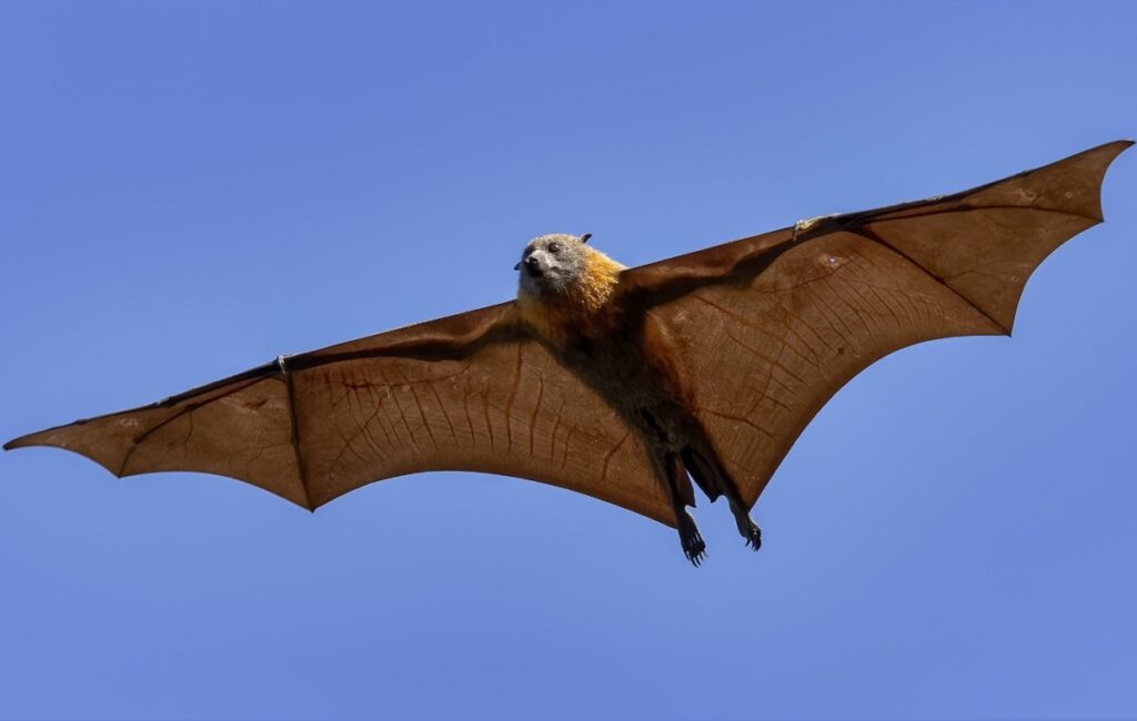 पश्चिम बंगाल: निपा भाइरसलाई लिएर जलपाईगुडीमा उच्च सतर्कता, घरदैलो जागरूकता अभियान सुरु