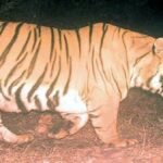 बक्साको जङ्गलमा ठूलो आकारको बाघ