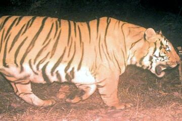 बक्साको जङ्गलमा ठूलो आकारको बाघ