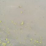 अज्ञात अपराधीहरूले पाँच बिघा जमिनमा रहेको माखाना बालीमा विष हालेर किसानलाई ऋणमा डुबाए