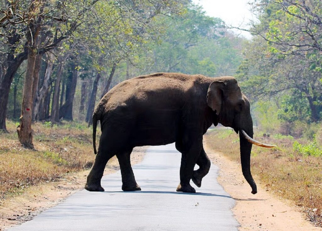 दाँतल हात्ती नै पहरादार