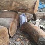 बंगाल: ताजा बमले भरिएको झोला बरामद, क्षेत्रमा सनसनी मच्चियो