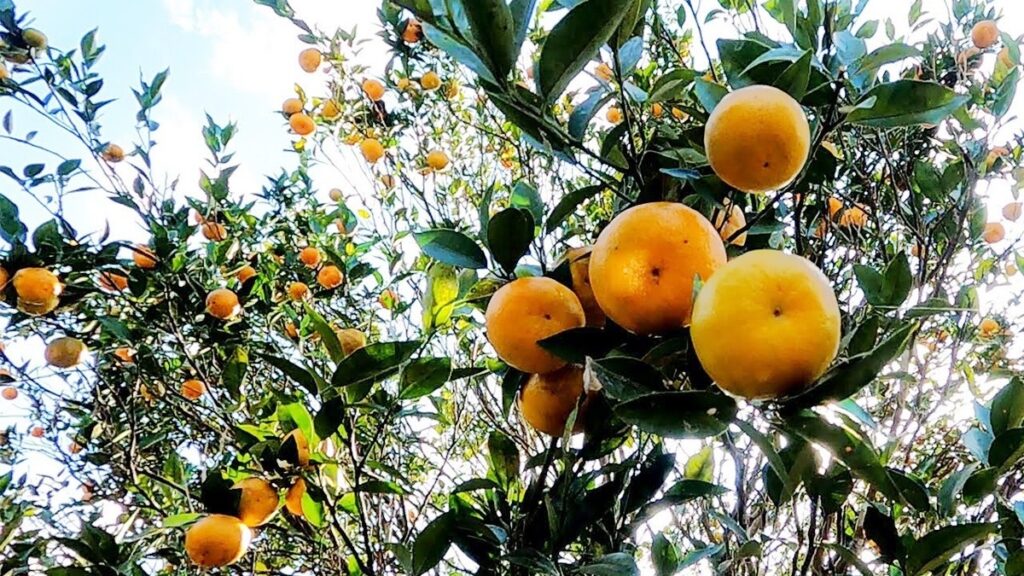 दार्जीलिङ सुन्तलाको गरिमा फर्काउन अनुसन्धान