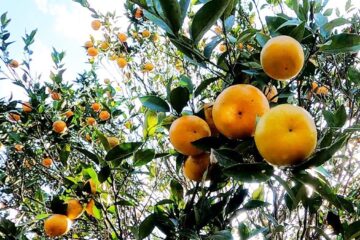 दार्जीलिङ सुन्तलाको गरिमा फर्काउन अनुसन्धान