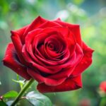 विश्व गुलाब दिवस: प्रेमको सुगन्ध आज जताततै छ, गुलाब दिवसमा भावना व्यक्त गर्न गुलाबको प्रयोग गरिन्छ