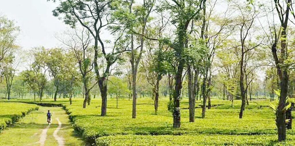 वर्षमा 8.5 हजार करोड़को चिया निर्यात