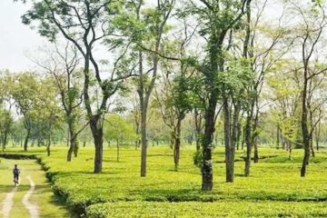 वर्षमा 8.5 हजार करोड़को चिया निर्यात