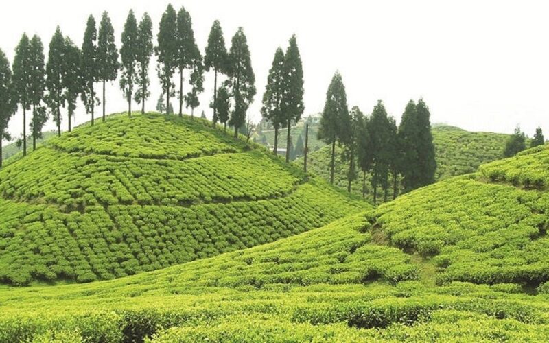 दार्जीलिङ चियाप्रति उदासीन बजेट