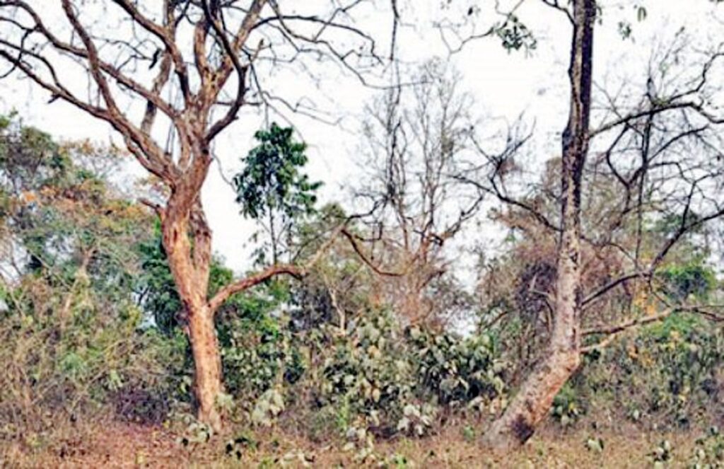 वर्षा नहुँदा जल्दापाड़ा मरुभूमि झैँ!